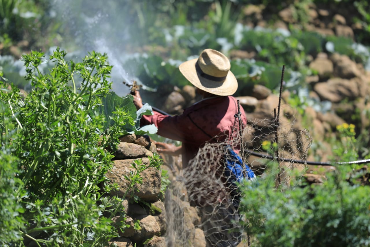 Riego de cultivo y producción agrícola